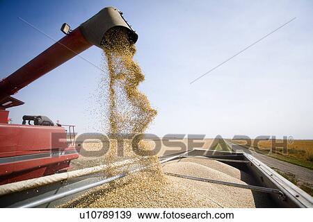 Unloading lentils into truck, Saskatchewan View Large Photo Image Stock Photo - Unloading lentils into truck, Saskatchewan. Fotosearch
