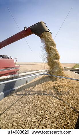 Unloading lentils into truck, Saskatchewan View Large Photo Image Stock Photo - Unloading lentils into truck, Saskatchewan. Fotosearch
