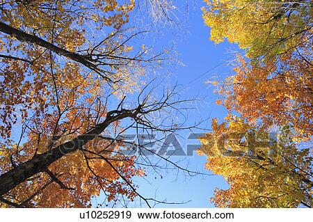 View of sugar maple trees in fall, Bas-Saint-Laurent region, Quebec. View Large Photo Image Stock Photo - View of sugar maple trees in fall, Bas-Saint-Laurent region, Quebec.. Fotosearch