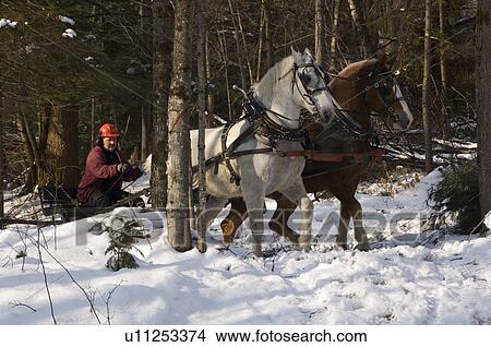 Picture - Winter logging with horses, Westina Stables, Sutton, Eastern Townships, Quebec. Fotosearch