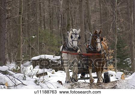 Stock Image - Winter logging with horses, Westina Stables, Sutton, Eastern Townships, Quebec. Fotosearch