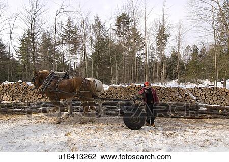 Stock Image - Winter logging with horses, Westina Stables, Sutton, Eastern Townships, Quebec. Fotosearch