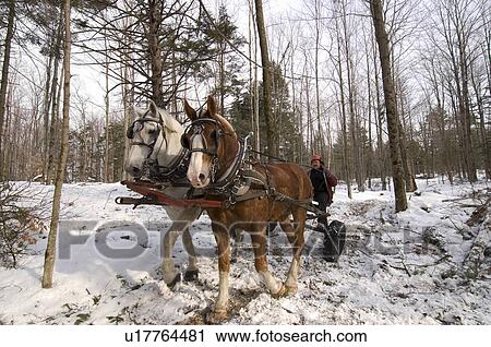 Winter logging with horses, Westina Stables, Sutton, Eastern Townships, Quebec View Large Photo Image Stock Image - Winter logging with horses, Westina Stables, Sutton, Eastern Townships, Quebec. Fotosearch