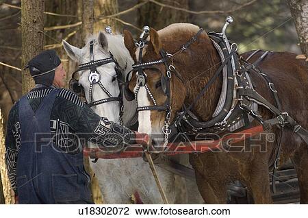 Stock Image - Winter logging with horses, Westina Stables, Sutton, Eastern Townships, Quebec. Fotosearch