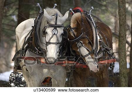 Stock Photo - Winter logging with horses, Westina Stables, Sutton, Eastern Townships, Quebec. Fotosearch