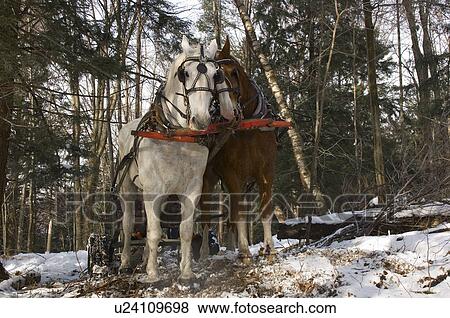 Winter logging with horses, Westina Stables, Sutton, Eastern Townships, Quebec View Large Photo Image Stock Photo - Winter logging with horses, Westina Stables, Sutton, Eastern Townships, Quebec. Fotosearch