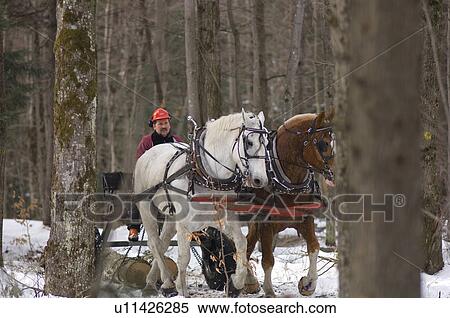Stock Photography - Winter logging with horses, Westina Stables, Sutton, Eastern Townships, Quebec. Fotosearch
