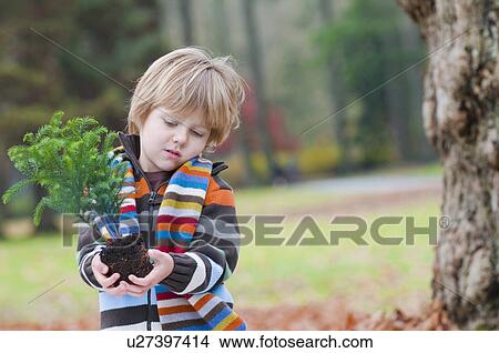 Young boy holding small tree ready to plant, Vancouver, British Columbia View Large Photo Image Picture - Young boy holding small tree ready to plant, Vancouver, British Columbia. Fotosearch