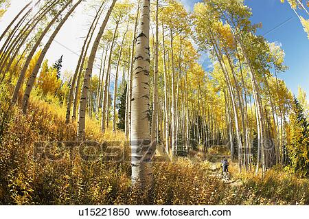 Stock Image - A bicycle rider in the woods. Fotosearch