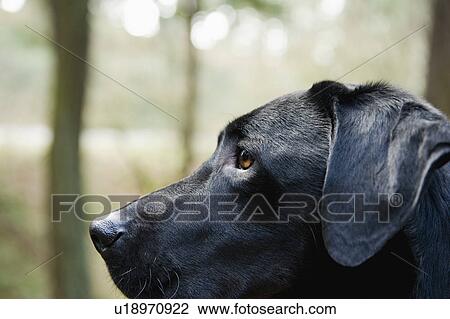 A black dog outdoors View Large Photo Image Stock Image - A black dog outdoors. Fotosearch
