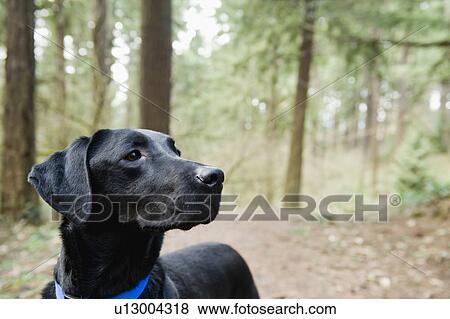 A black dog outdoors View Large Photo Image Stock Photo - A black dog outdoors. Fotosearch