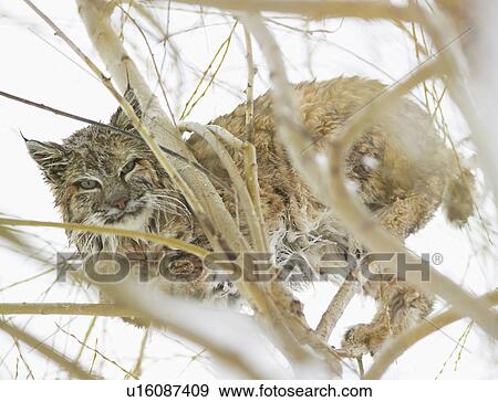 A bobcat in the snow View Large Photo Image Stock Photo - A bobcat in the snow. Fotosearch