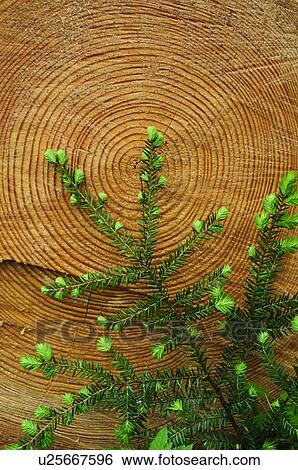 Stock Photograph - A branch and a log. Fotosearch
