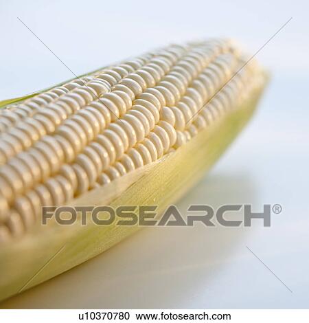 Stock Image - A cob of corn. Fotosearch