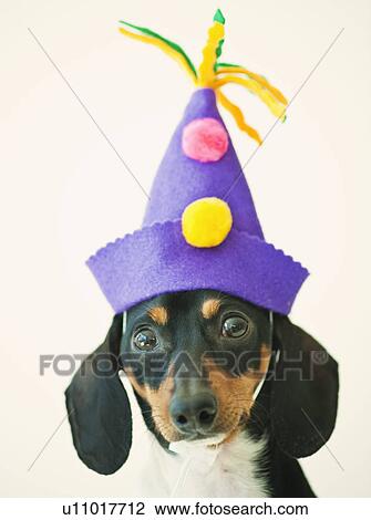 Stock Image - A dog wearing a funny hat. Fotosearch