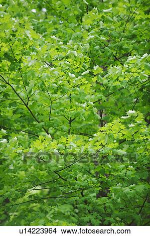 A forest of trees View Large Photo Image Picture - A forest of trees. Fotosearch