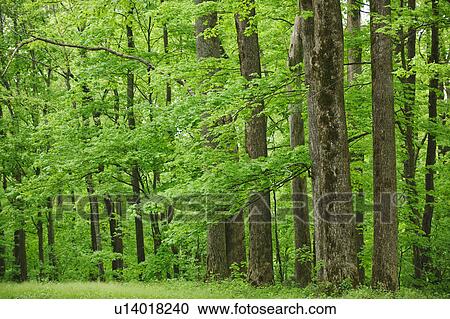 A forest of trees View Large Photo Image Stock Image - A forest of trees. Fotosearch
