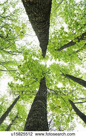 Stock Image - A forest of trees. Fotosearch