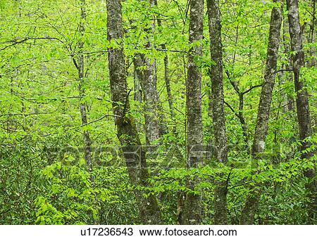 A forest of trees View Large Photo Image Stock Image - A forest of trees. Fotosearch