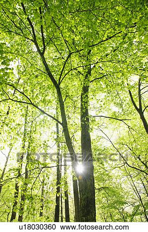 Stock Image - A forest of trees. Fotosearch