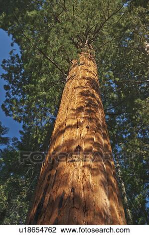 Stock Image - A forest of trees. Fotosearch