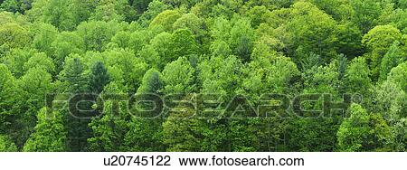 Stock Image - A forest of trees. Fotosearch