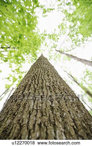Stock Photo - A forest of trees. Fotosearch