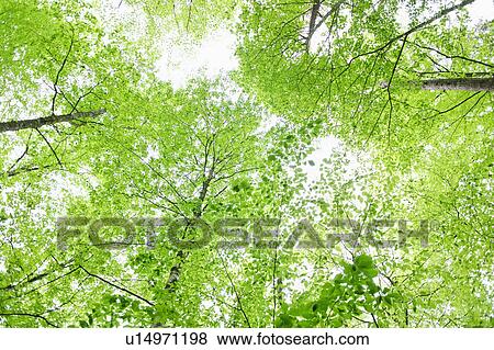 A forest of trees View Large Photo Image Stock Photo - A forest of trees. Fotosearch