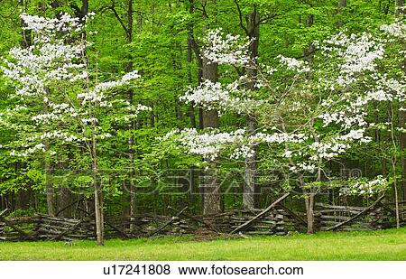Stock Photo - A forest of trees. Fotosearch