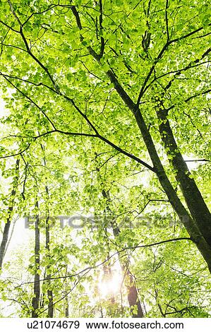 A forest of trees View Large Photo Image Stock Photo - A forest of trees. Fotosearch