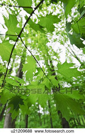 Stock Photo - A forest of trees. Fotosearch