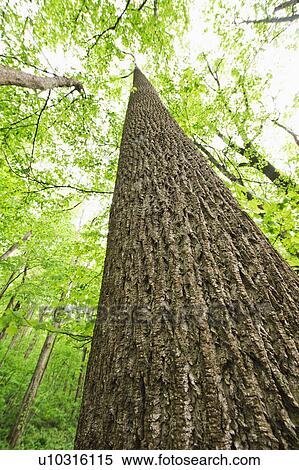 A forest of trees View Large Photo Image Stock Photography - A forest of trees. Fotosearch