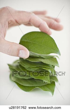 Stock Image - A hand stacking leaves. Fotosearch