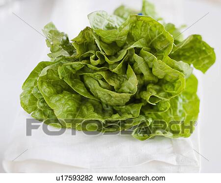 Stock Image - A head of lettuce. Fotosearch