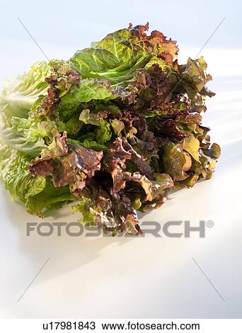 Stock Image - A head of lettuce. Fotosearch
