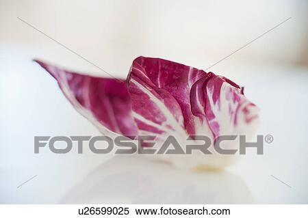 Stock Photography - A leaf of radicchio. Fotosearch