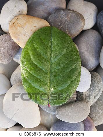 A leaf on stones View Large Photo Image Stock Photograph - A leaf on stones. Fotosearch