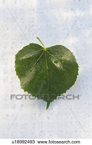 A leaf View Large Photo Image Stock Image - A leaf. Fotosearch