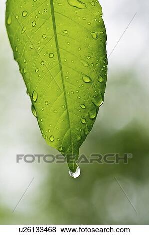 A leaf View Large Photo Image Stock Photo - A leaf. Fotosearch