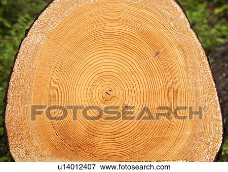 Stock Photo - A log. Fotosearch
