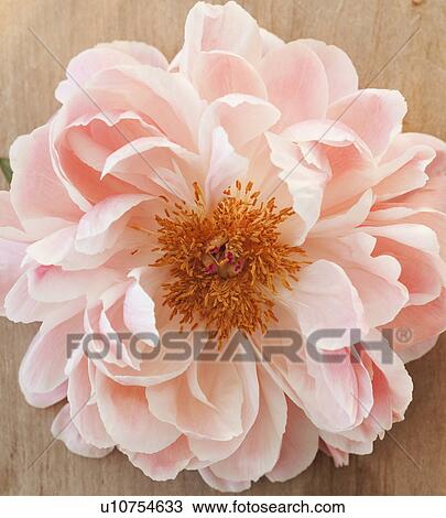 Stock Image - A pink flower. Fotosearch