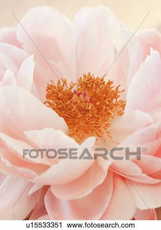 A pink flower View Large Photo Image Stock Image - A pink flower. Fotosearch