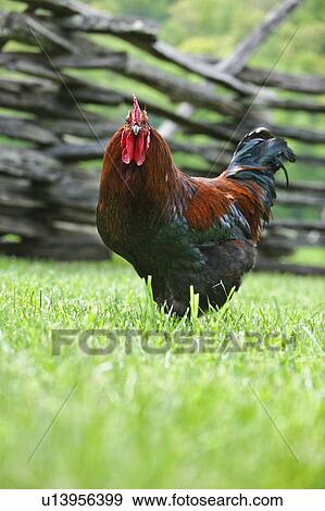 Stock Photo - A rooster in a field near a fence. Fotosearch