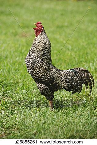 A rooster in a field View Large Photo Image Stock Image - A rooster in a field. Fotosearch