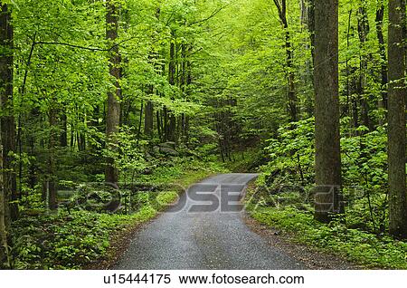 A scenic and empty path View Large Photo Image Stock Photography - A scenic and empty path. Fotosearch