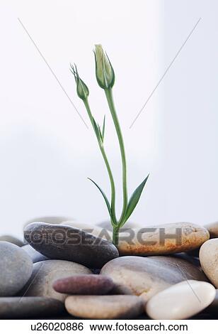 Stock Photograph - A seedling coming up out of stones. Fotosearch