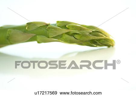 Stock Photo - A spear of asparagus. Fotosearch