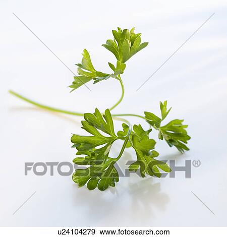 Stock Photo - A sprig of parsley. Fotosearch