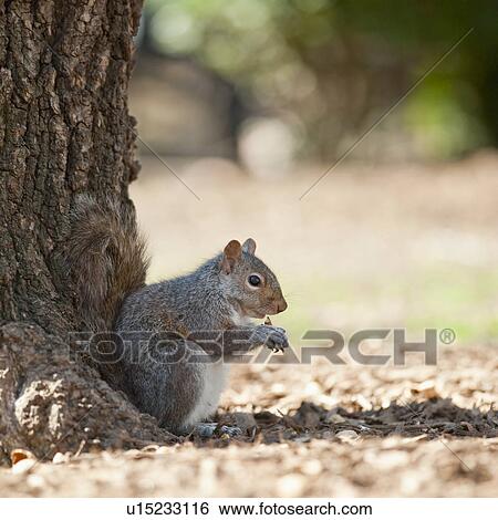 A squirrel by a tree View Large Photo Image Stock Photograph - A squirrel by a tree. Fotosearch
