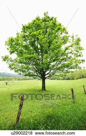 A tree in a field View Large Photo Image Stock Photo - A tree in a field. Fotosearch